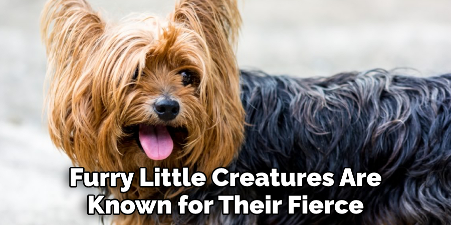 Furry Little Creatures Are 
Known for Their Fierce