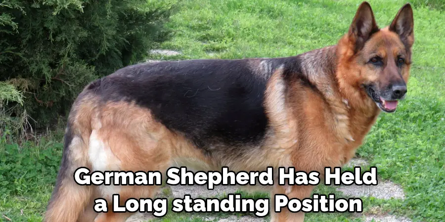 German Shepherd Has Held a Long standing Position