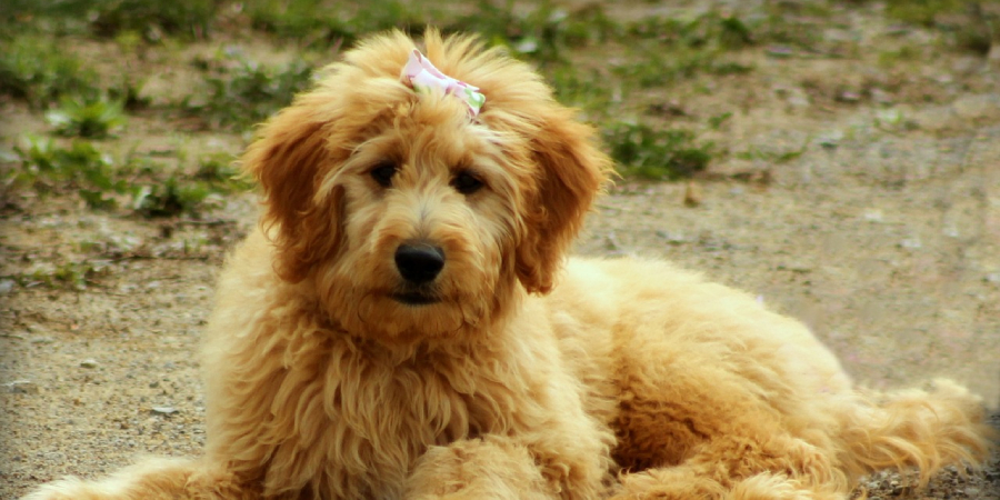 Goldendoodle Spiritual Meaning, Symbolism and Totem