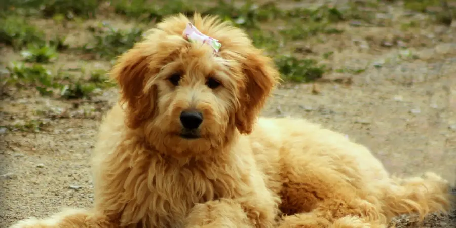 Goldendoodle Spiritual Meaning, Symbolism and Totem