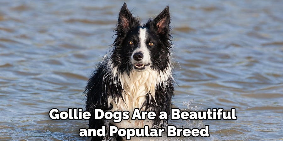 Gollie Dogs Are a Beautiful and Popular Breed