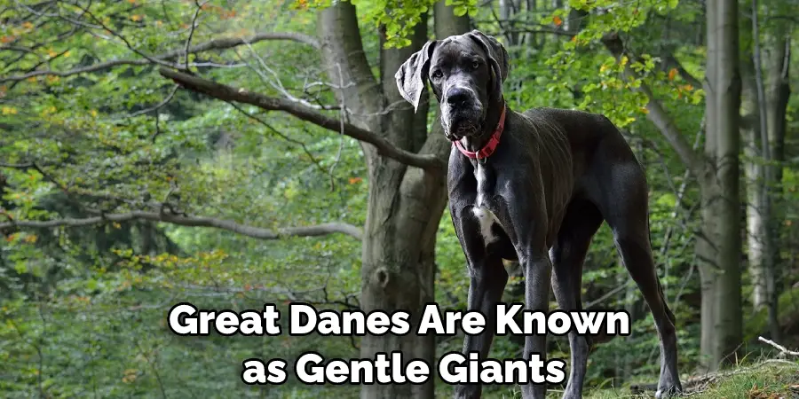 Great Danes Are Known as Gentle Giants