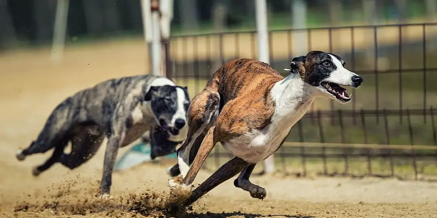 Greyhound Spiritual Meaning, Symbolism and Totem