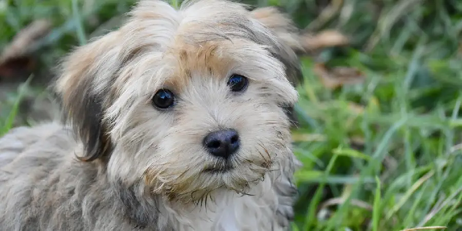 Havanese Spiritual Meaning, Symbolism and Totem