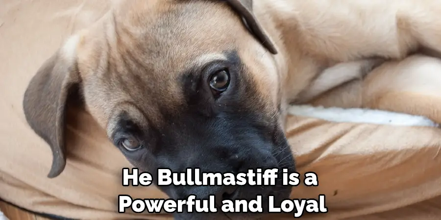 He Bullmastiff is a Powerful and Loyal