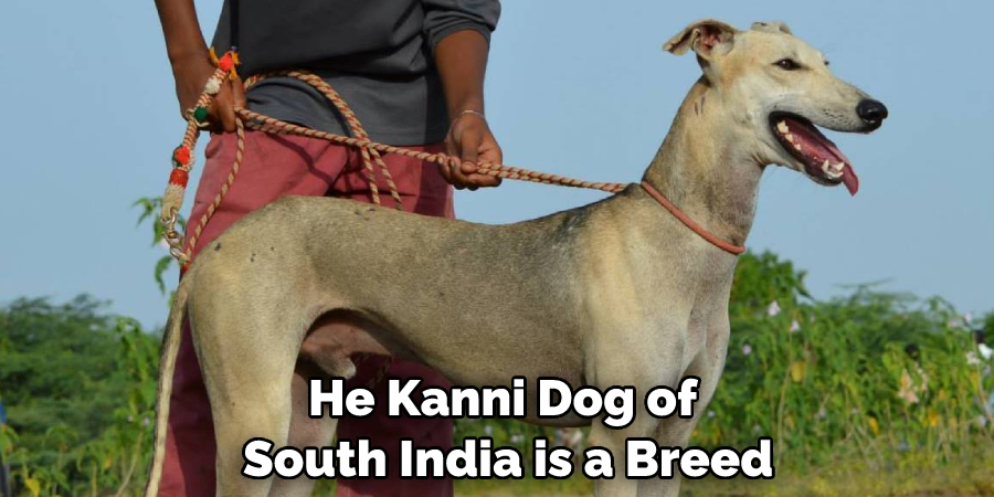 He Kanni Dog of South India is a Breed