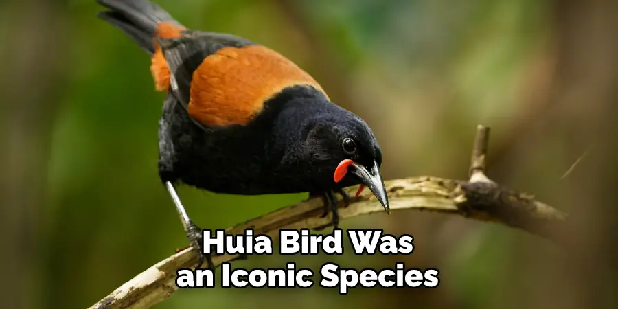 Huia Bird Was an Iconic Species