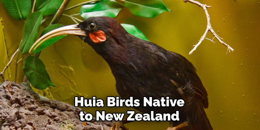 Huia Birds Native
to New Zealand