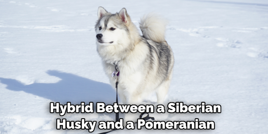  Hybrid Between a Siberian Husky and a Pomeranian