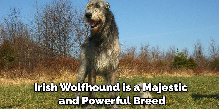 Irish Wolfhound is a Majestic and Powerful Breed