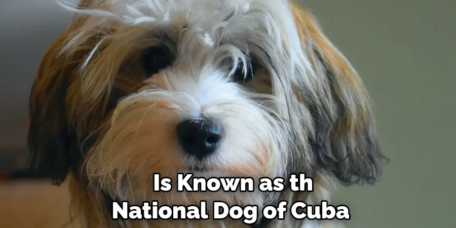  Is Known as the National Dog of Cuba