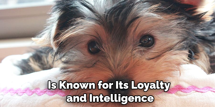 Is Known for Its Loyalty and Intelligence