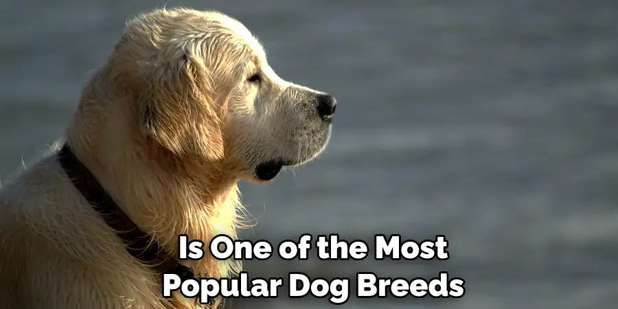  Is One of the Most Popular Dog Breeds