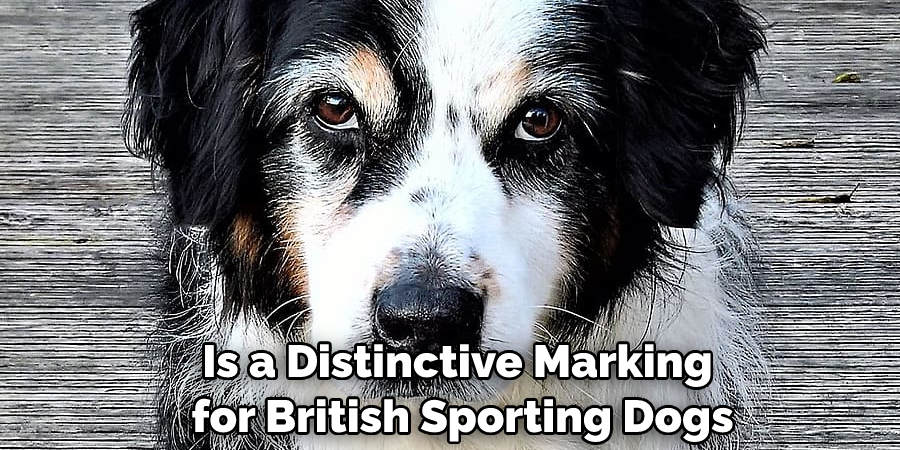 Is a Distinctive Marking for British Sporting Dogs