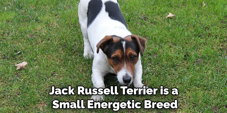 Jack Russell Terrier is a Small Energetic Breed