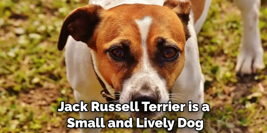 Jack Russell Terrier is a Small and Lively Dog