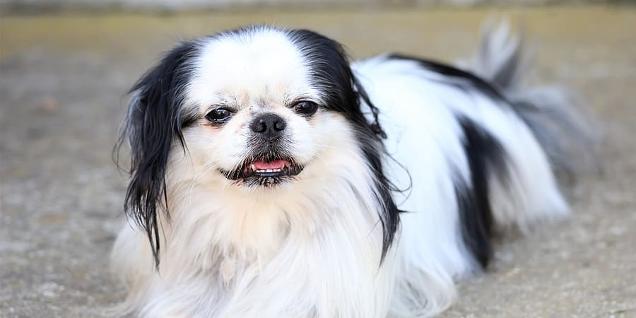 Japanese Chin Spiritual Meaning, Symbolism and Totem