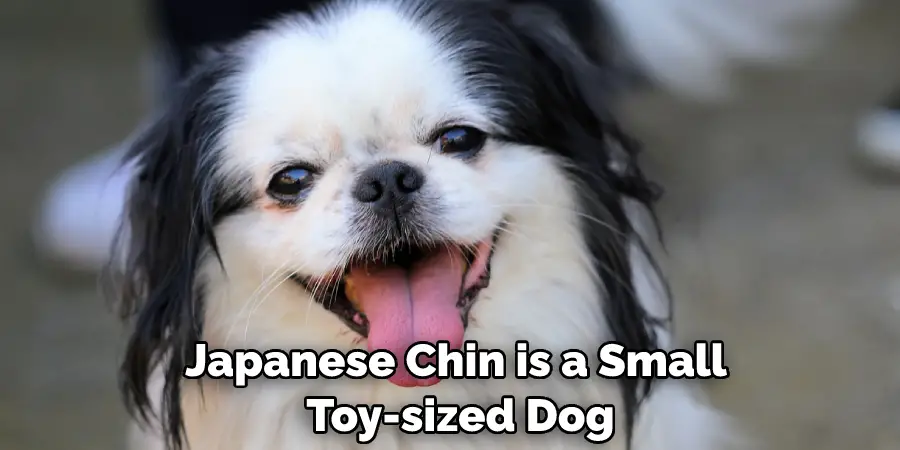 Japanese Chin is a Small, Toy-sized Dog