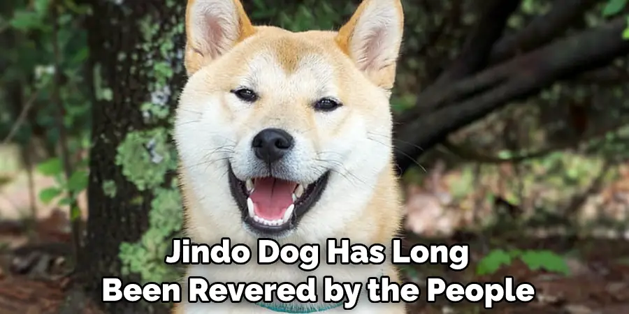  Jindo Dog Has Long Been Revered by the People