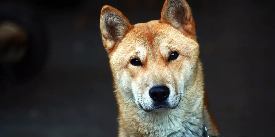 Jindo Spiritual Meaning, Symbolism and Totem