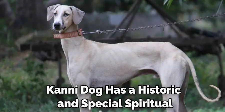 Kanni Dog Has a Historic and Special Spiritual