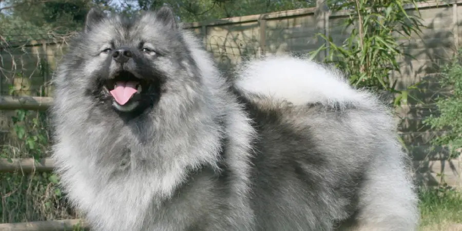 Keeshond Spiritual Meaning, Symbolism and Totem