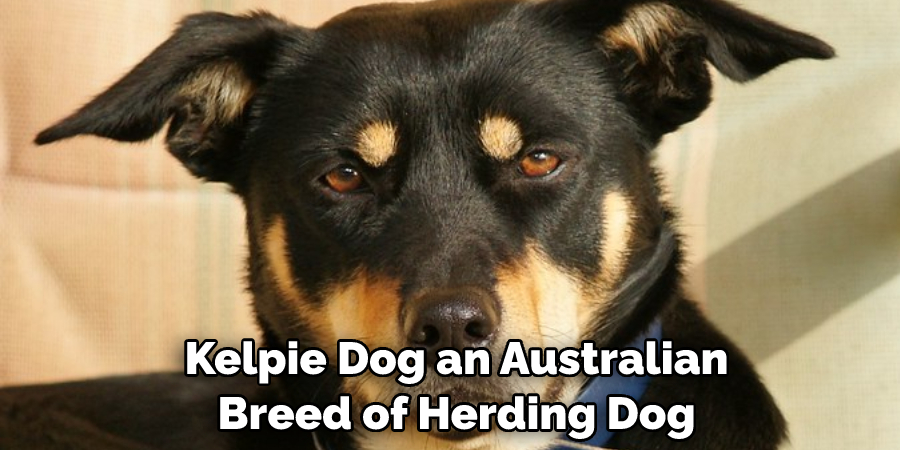 Kelpie Dog an Australian Breed of Herding Dog