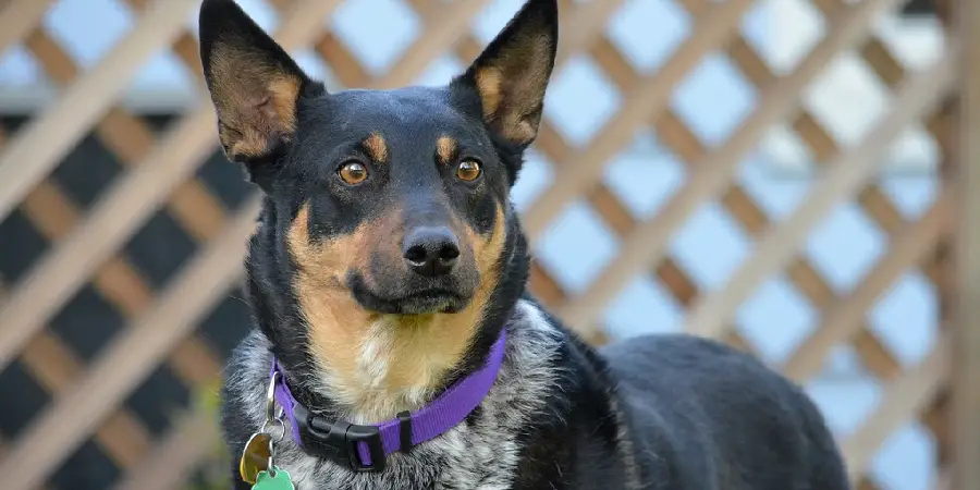 Kelpie Spiritual Meaning, Symbolism and Totem