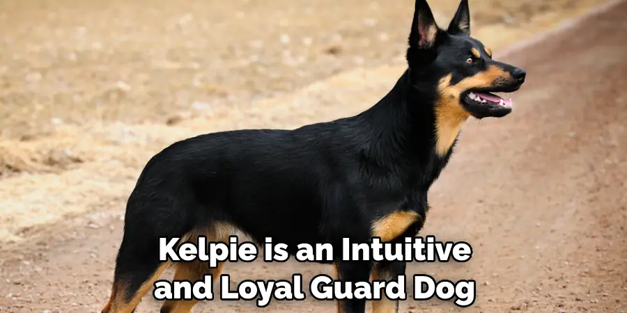  Kelpie is an Intuitive and Loyal Guard Dog