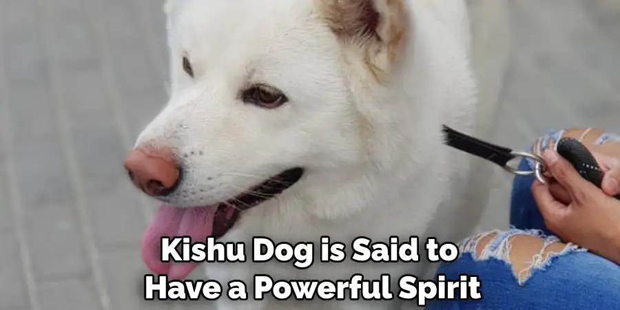Kishu Dog is Said to Have a Powerful Spirit