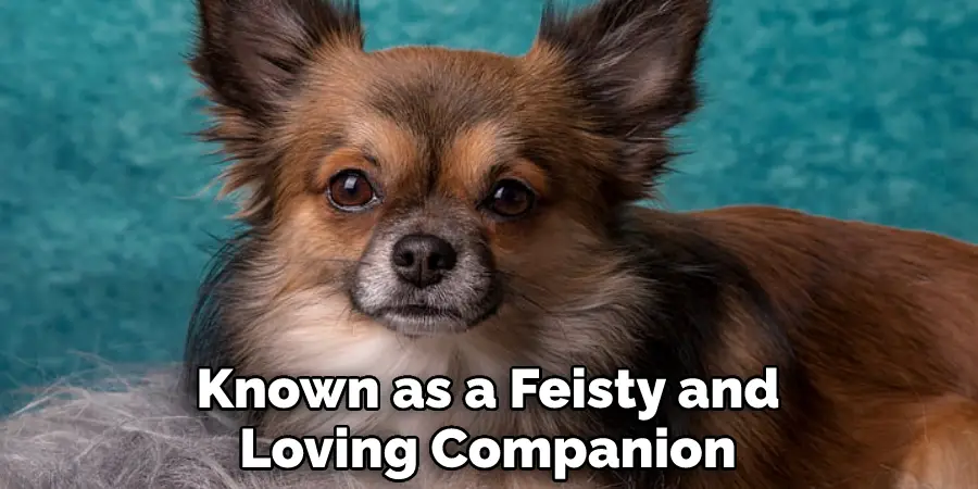 Known as a Feisty and Loving Companion
