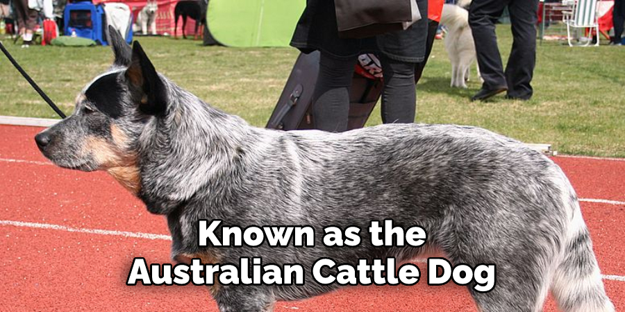 Known as the 
Australian Cattle Dog