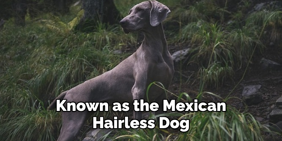 Known as the Mexican Hairless Dog