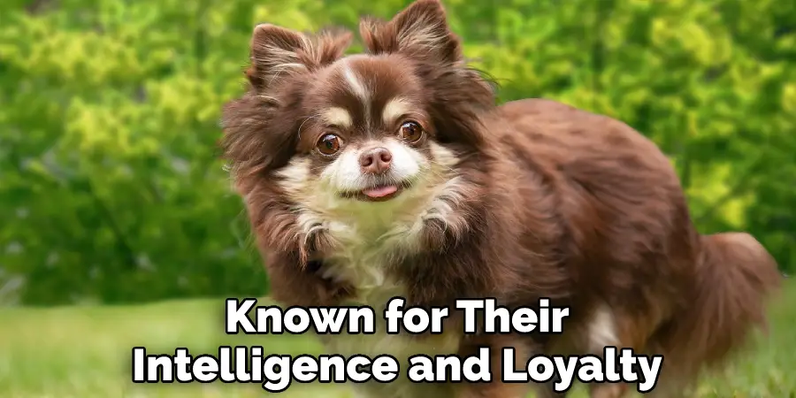 Known for Their Intelligence and Loyalty