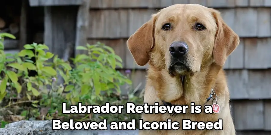 Labrador Retriever is a Beloved and Iconic Breed