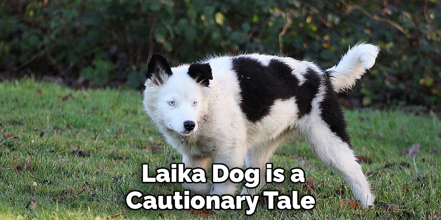  Laika Dog is a Cautionary Tale