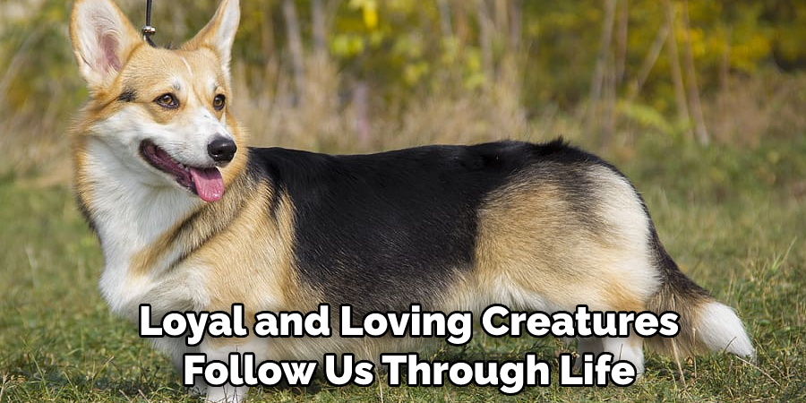  Loyal and Loving Creatures Follow Us Through Life
