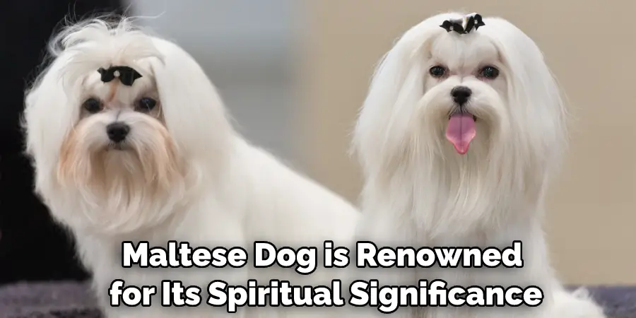 Maltese Dog is Renowned for Its Spiritual Significance
