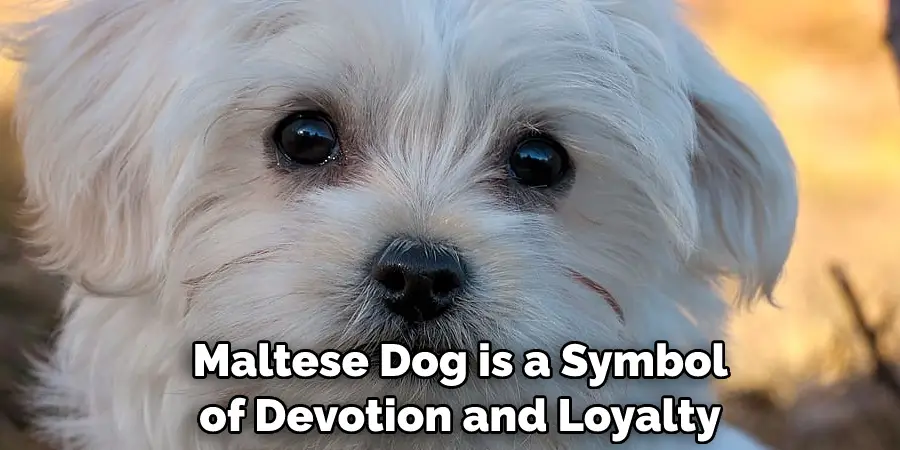  Maltese Dog is a Symbol of Devotion and Loyalty