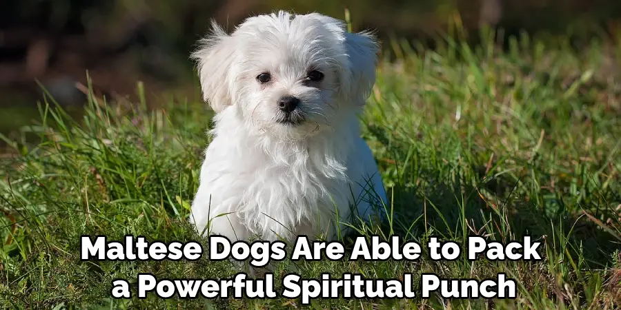 Maltese Dogs Are Able to Pack a Powerful Spiritual Punch