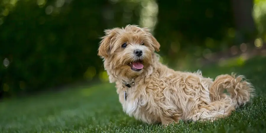 Maltipoo Spiritual Meaning, Symbolism and Totem