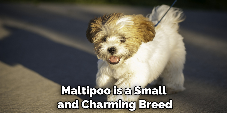 Maltipoo is a Small and Charming Breed
