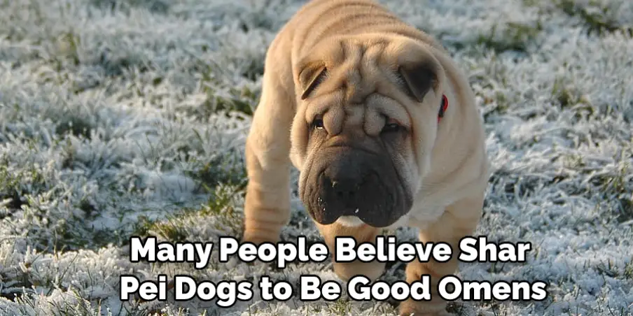 Many People Believe Shar Pei Dogs to Be Good Omens