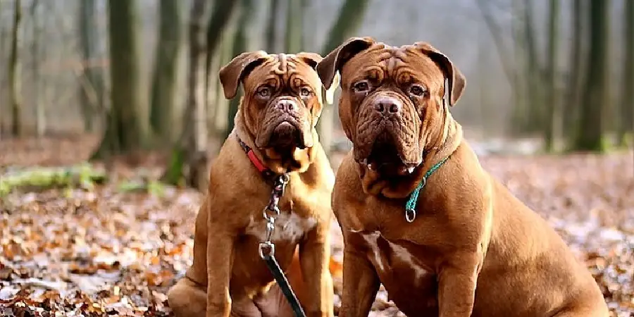 Mastiff Spiritual Meaning, Symbolism and Totem