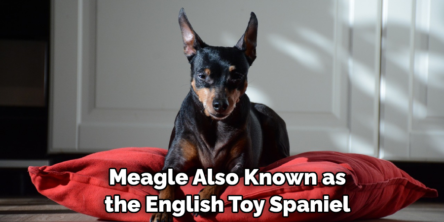  Meagle Also Known as the English Toy Spaniel