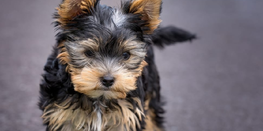 Morkie Spiritual Meaning, Symbolism and Totem