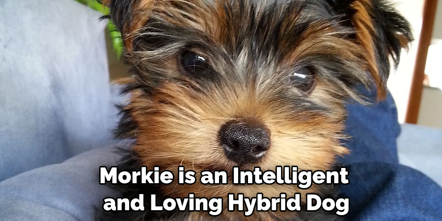 Morkie is an Intelligent and Loving Hybrid Dog
