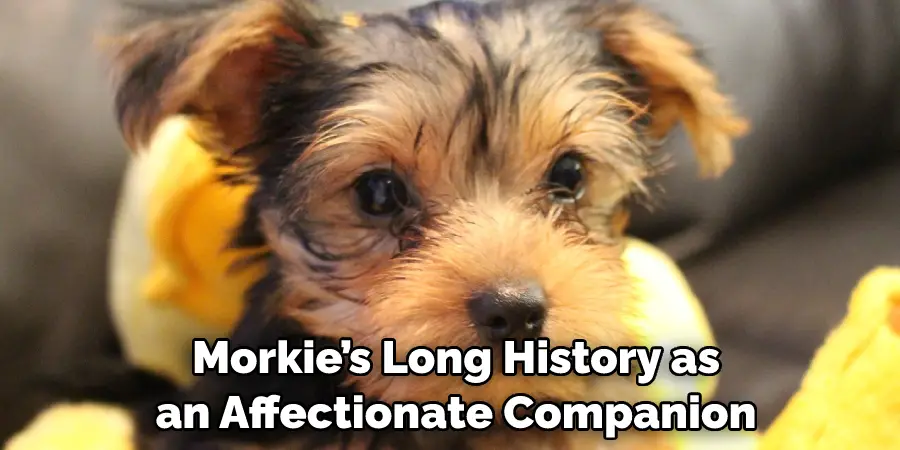  Morkie’s Long History as an Affectionate Companion