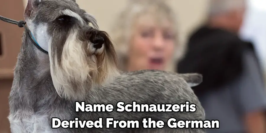  Name Schnauzeris Derived From the German