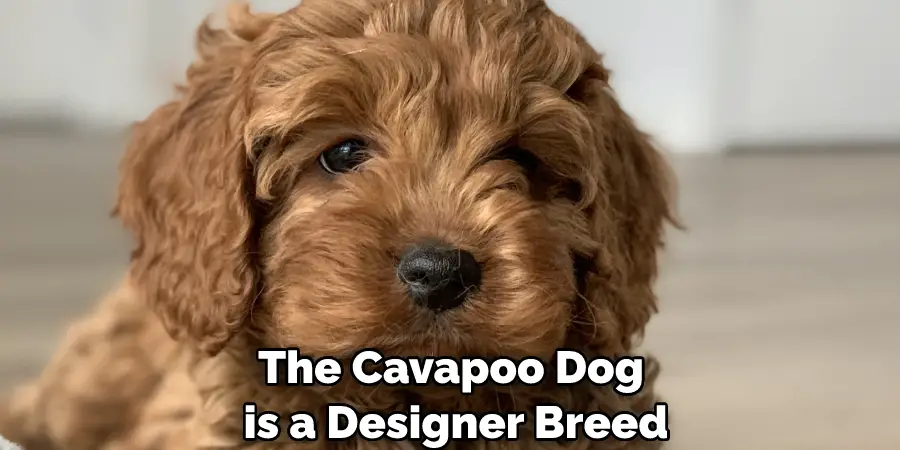 The Cavapoo Dog is a Designer Breed